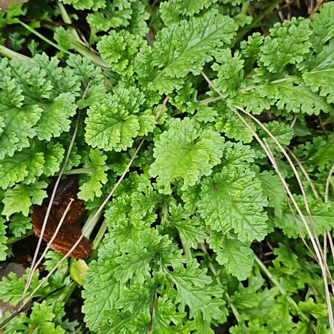 Photo of the plant species Senecio Jacobaea by @BigMarimo73 named Sonora on Greg, the plant care app