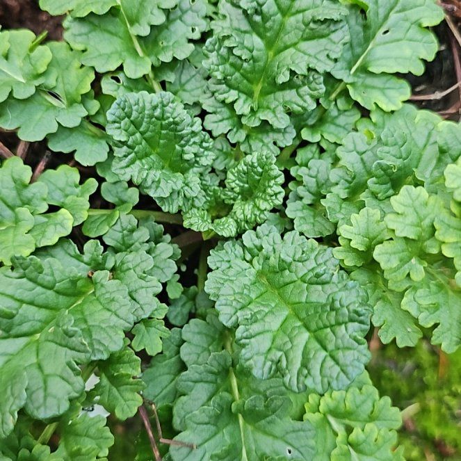 Photo of the plant species Senecio Jacobaea by @BigMarimo73 named Mollie on Greg, the plant care app