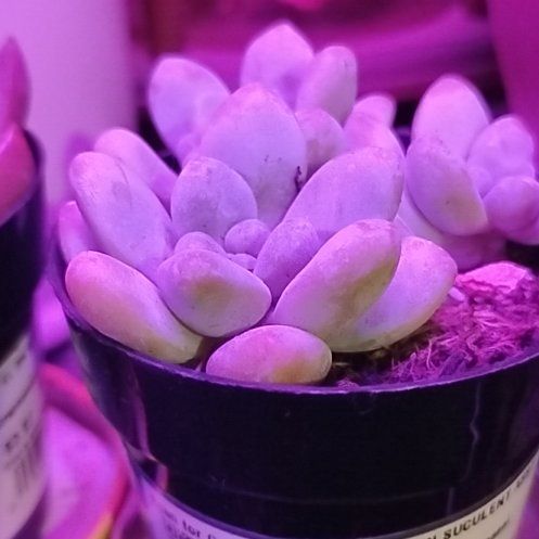 Photo of the plant species Sedum treleasei by @PeppyBaybean49 named James Dean on Greg, the plant care app