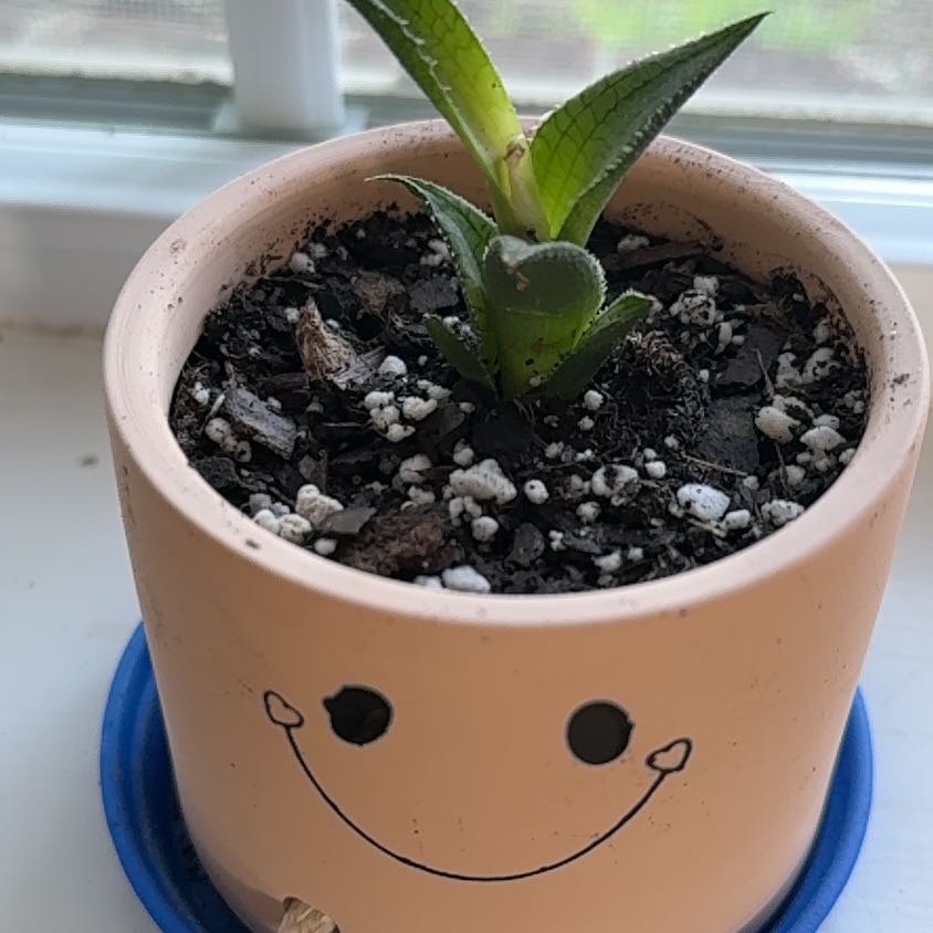 Photo of the plant species Fairy Washboard by @ZealWaxivy39 named Conrad on Greg, the plant care app