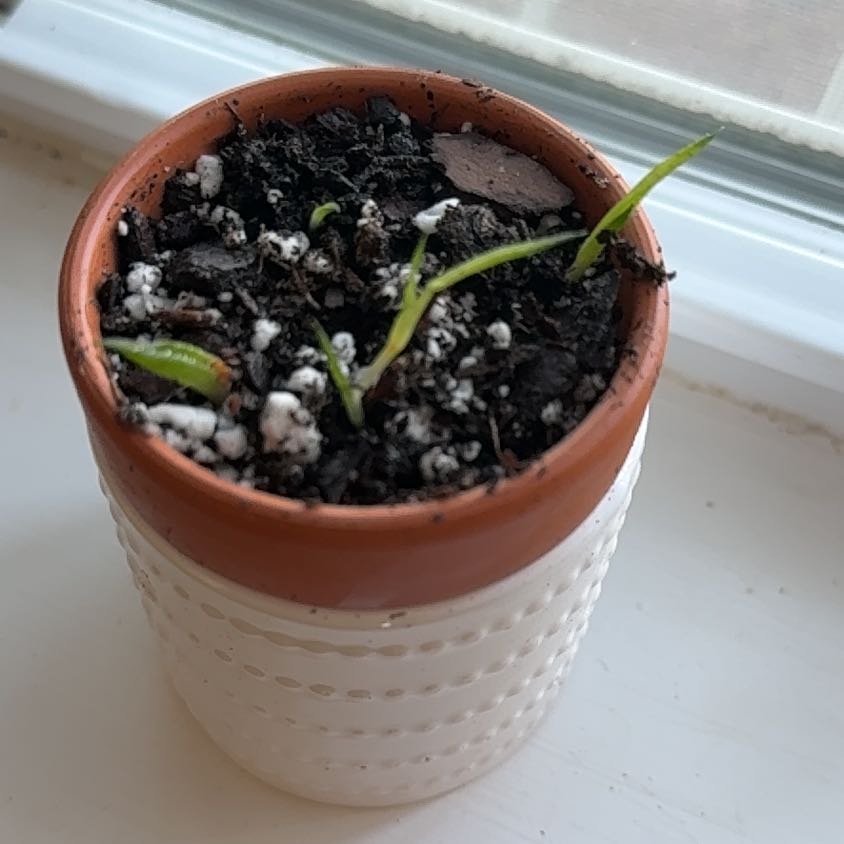 Photo of the plant species Fairy Washboard by @ZealWaxivy39 named Forrest on Greg, the plant care app