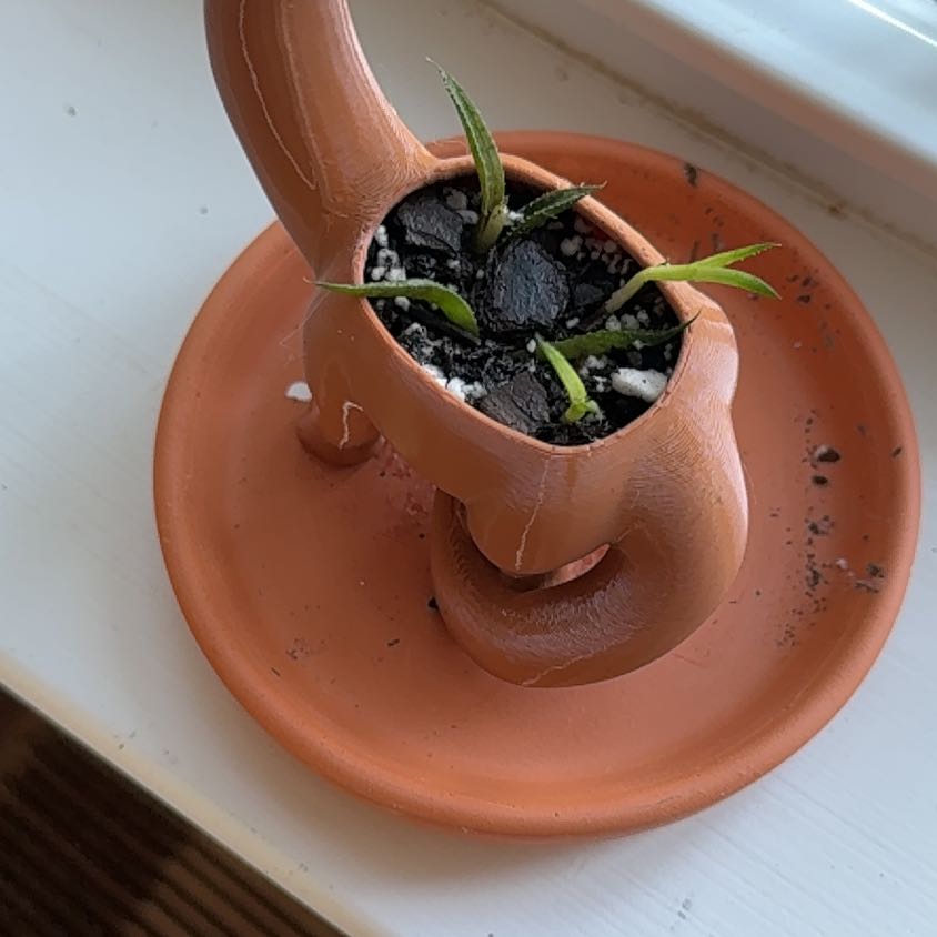 Photo of the plant species Fairy Washboard by @ZealWaxivy39 named Messi on Greg, the plant care app