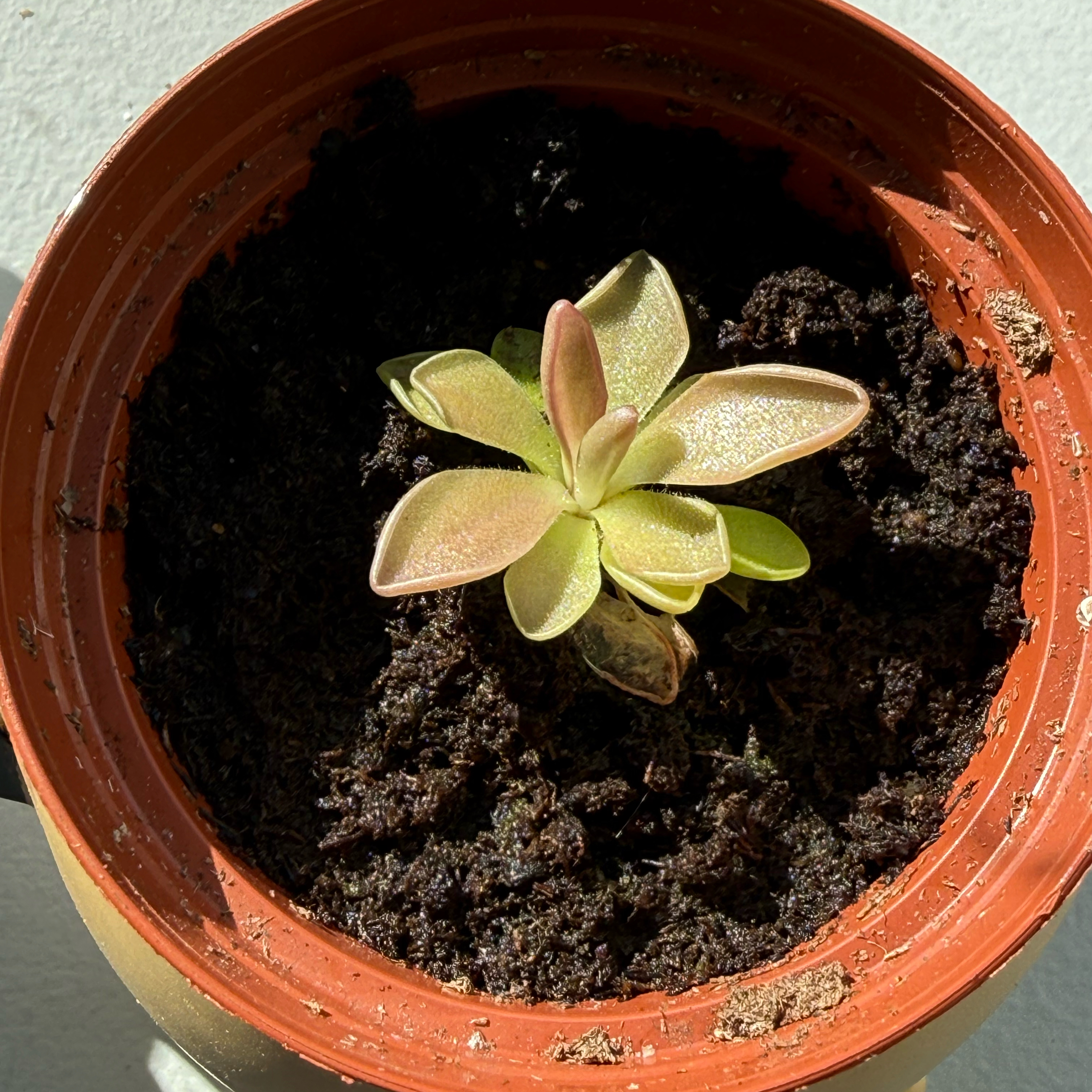 Photo of the plant species Common Butterwort by @ZealWaxivy39 named Silent Snare on Greg, the plant care app