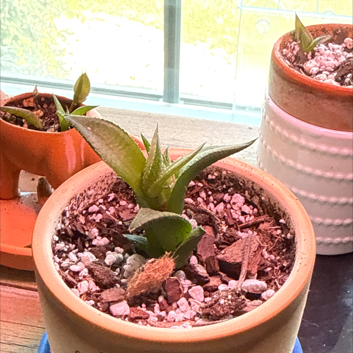 Photo of the plant species Fairy Washboard by @ZealWaxivy39 named Conrad on Greg, the plant care app