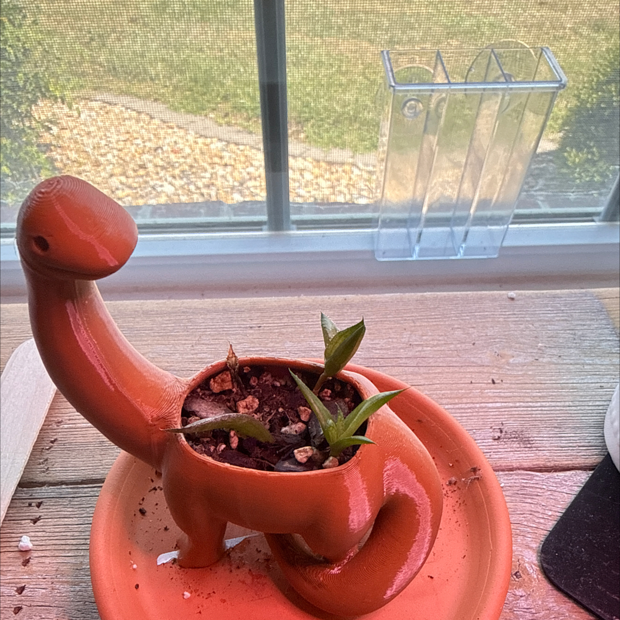 Photo of the plant species Fairy Washboard by @ZealWaxivy39 named Messi on Greg, the plant care app