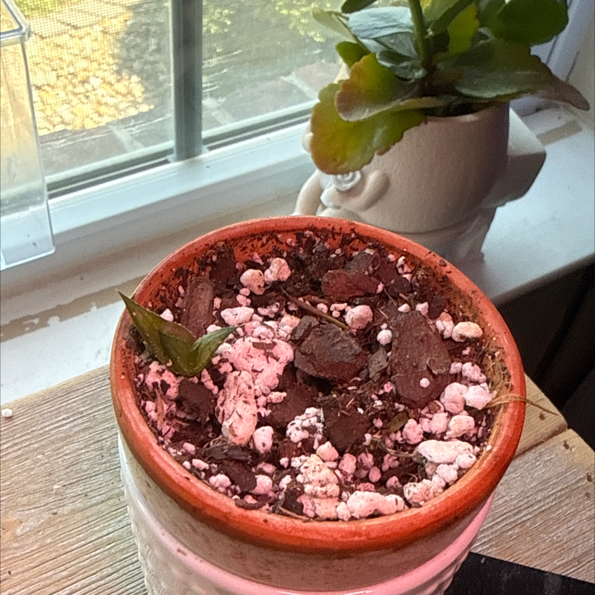 Photo of the plant species Fairy Washboard by @ZealWaxivy39 named Forrest on Greg, the plant care app