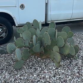 Photo of the plant species Blind Prickly Pear by @SavvySedumogon named Drake on Greg, the plant care app