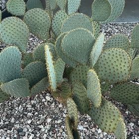 Photo of the plant species Blind Prickly Pear by @SavvySedumogon named Zion on Greg, the plant care app