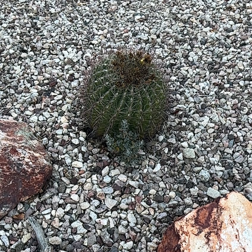 Photo of the plant species Coast Barrel Cactus by @SavvySedumogon named Stella on Greg, the plant care app