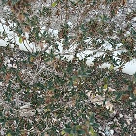 Photo of the plant species Creosote Bush by @SavvySedumogon named Ronaldo on Greg, the plant care app