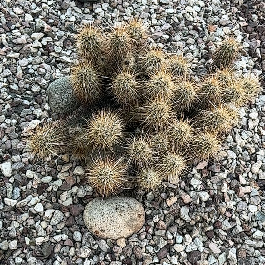Photo of the plant species Engelmann's Hedgehog Cactus by @SavvySedumogon named Leonardo on Greg, the plant care app