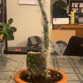 Photo of the plant species Snow Prickly Pear by @CalmingRockfig named Hobie on Greg, the plant care app