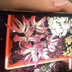 Photo of the plant species Candy Cane Crassula by @YesCalathea38 named Kylie on Greg, the plant care app
