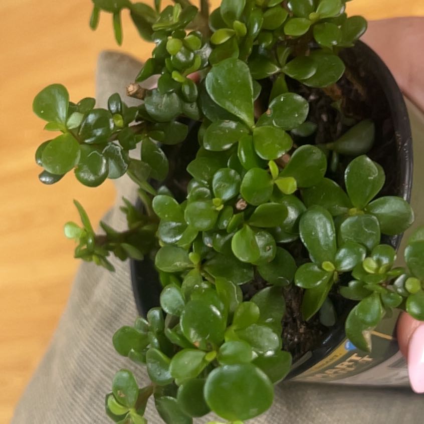 Photo of the plant species Elephant Bush Lilliput by @YesCalathea38 named Dax on Greg, the plant care app