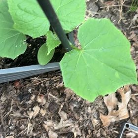 Photo of the plant species Bur Cucumber by @MusicalLovage71 named Nithin on Greg, the plant care app