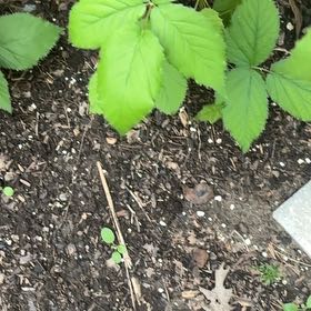 Photo of the plant species Armenian Blackberry by @MusicalLovage71 named Beckham on Greg, the plant care app