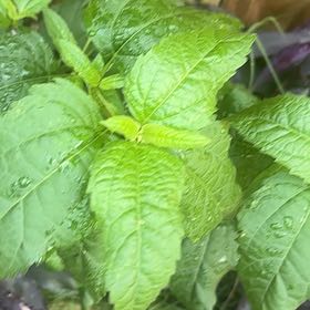 Photo of the plant species Smooth Oxeye by @MusicalLovage71 named Rihanna on Greg, the plant care app