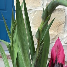 Photo of the plant species Eastern Gladiolus by @MusicalLovage71 named Tupot amaroot on Greg, the plant care app