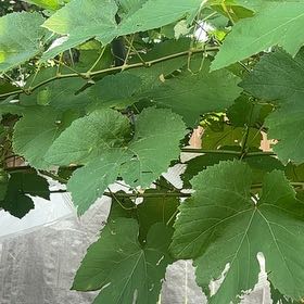 Photo of the plant species Vitis Vinifera by @MusicalLovage71 named Scarlett on Greg, the plant care app