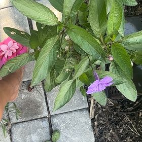 Photo of the plant species Britton's Wild Petunia by @MusicalLovage71 named Sproutacus on Greg, the plant care app