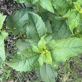 Photo of the plant species Smooth Oxeye by @MusicalLovage71 named Homer on Greg, the plant care app