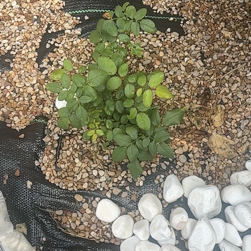Photo of the plant species Multiflora Rose by @MusicalLovage71 named Aria on Greg, the plant care app