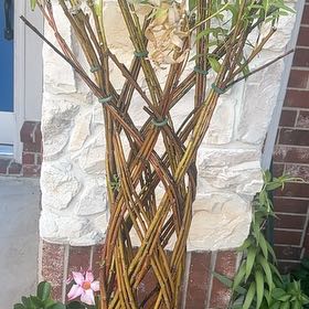 Photo of the plant species braided willow by @MusicalLovage71 named Foxxy on Greg, the plant care app