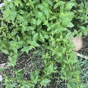Photo of the plant species Balm Mint by @MusicalLovage71 named Curie on Greg, the plant care app