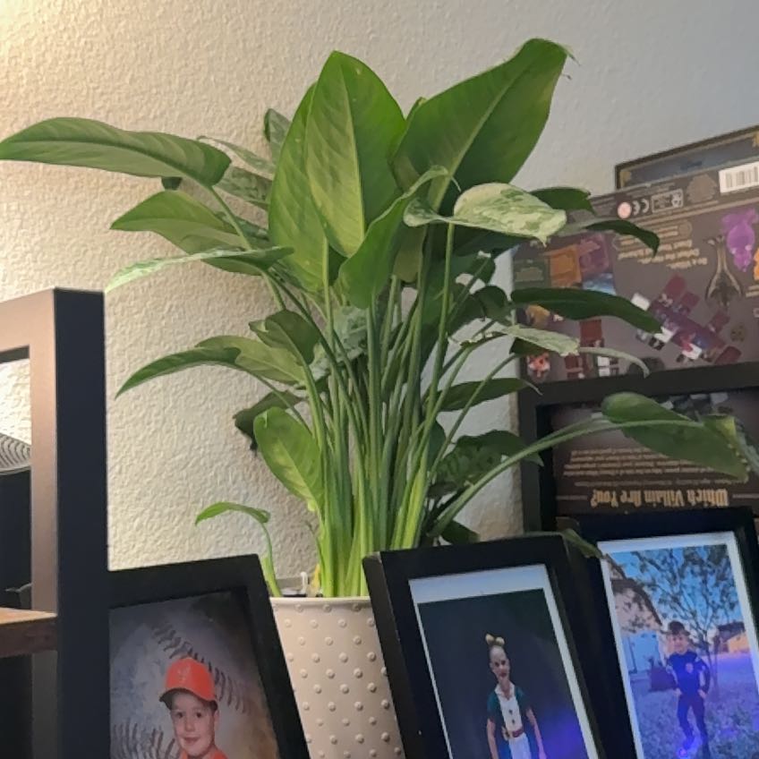 Photo of the plant species Schismatoglottis wallichii by @RoundRimu85 named Pippin on Greg, the plant care app