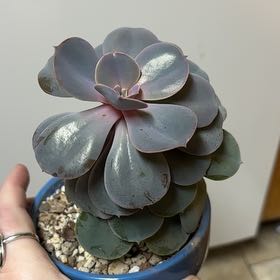 Photo of the plant species Echeveria 'Purple Pearl' by @FoxySunstar8 named Purple People Eater on Greg, the plant care app
