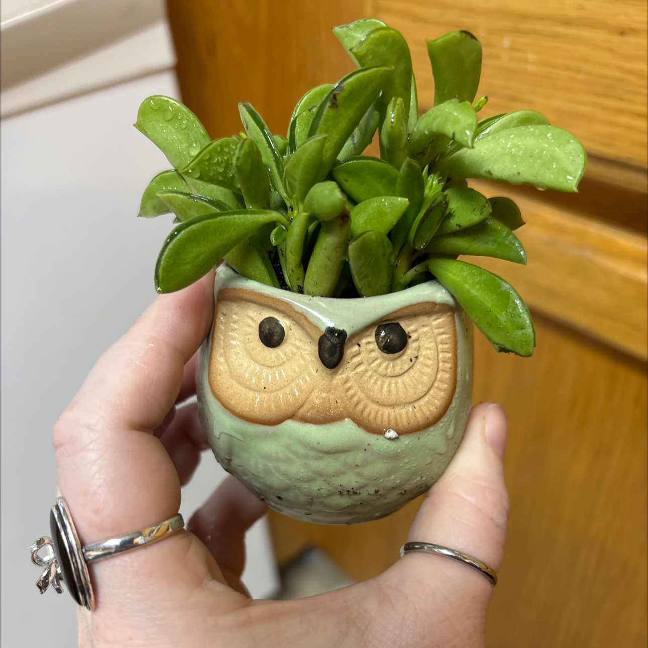 Photo of the plant species Peperomia dolabella by @FoxySunstar8 named Luna on Greg, the plant care app