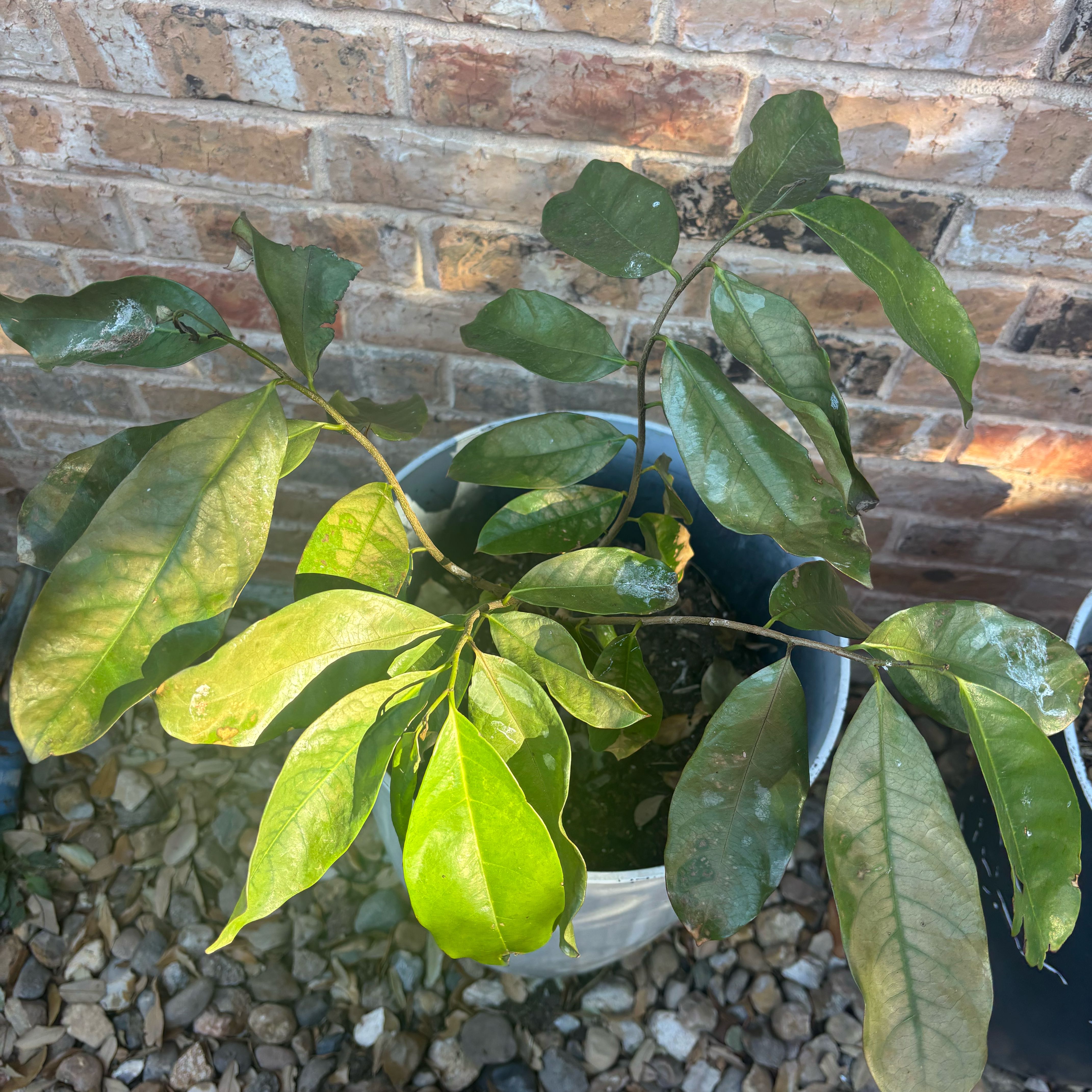 Photo of the plant species Soursop by @TryAgapanthus73 named Fernie Saunders on Greg, the plant care app