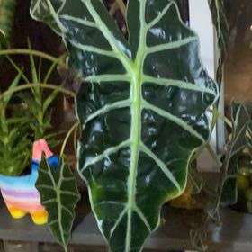 Photo of the plant species african mask by @RobDixon969 named Bruce Lee on Greg, the plant care app