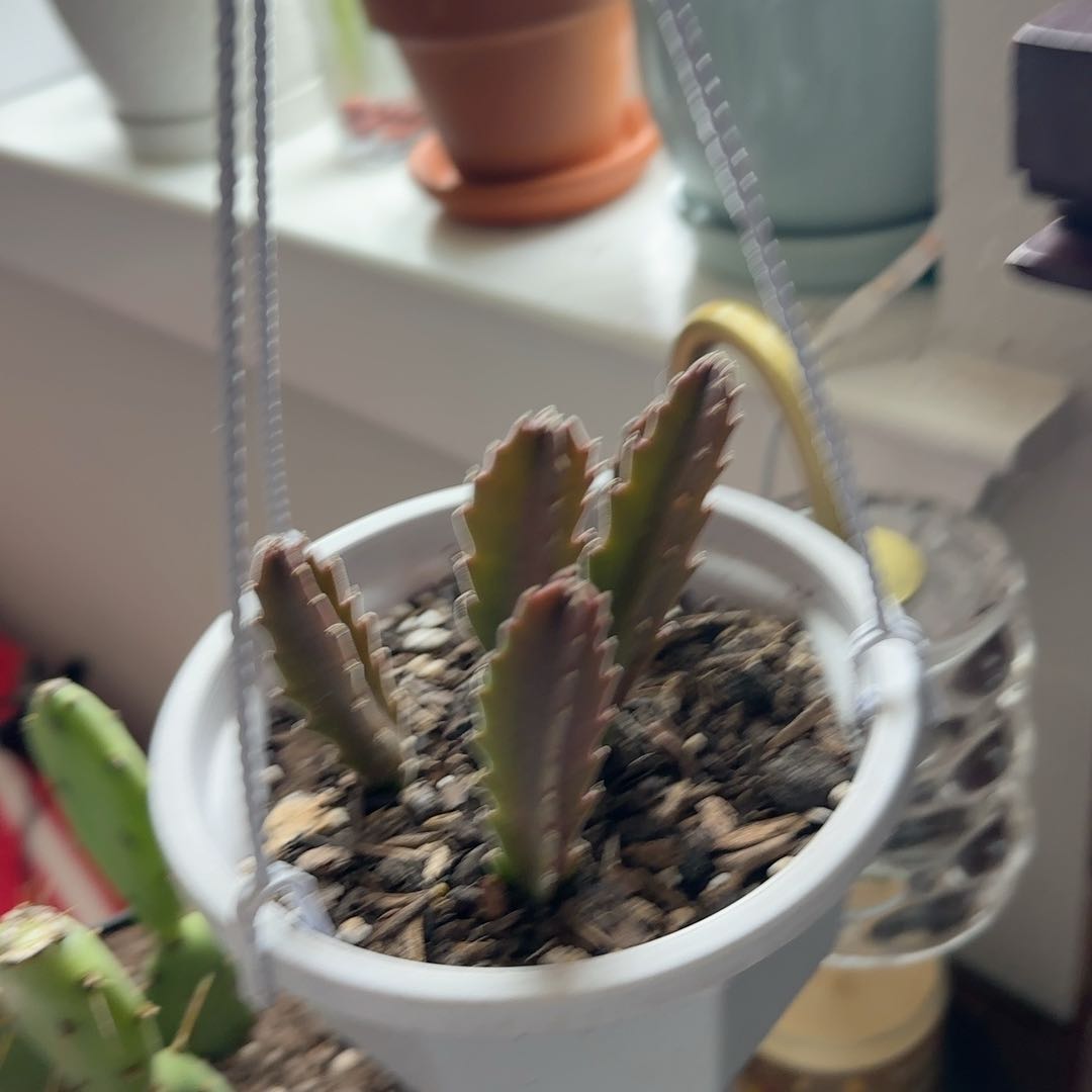 Photo of the plant species Purple Starfish cactus by @BestMint88 named Fernie Mercury on Greg, the plant care app