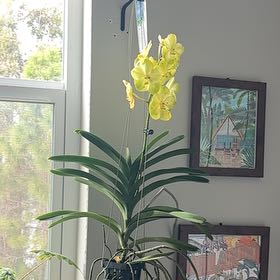 Photo of the plant species Vanda orchid by @BestMint88 named Bigleef Smalls on Greg, the plant care app
