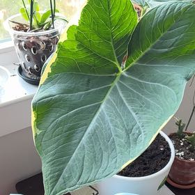 Photo of the plant species Mickey Mouse Alocasia by @BestMint88 named Spike Leaves on Greg, the plant care app