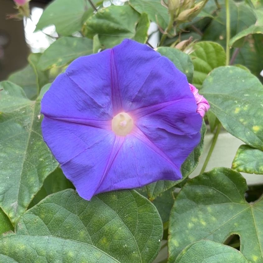 Photo of the plant species Oceanblue Morning-Glory by @DoyenneRosea3 named Gaga on Greg, the plant care app
