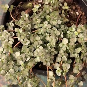 Photo of the plant species Pilea Silver Sparkle by @Musaceae named Clooney on Greg, the plant care app