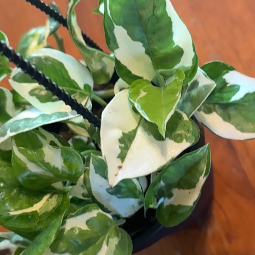Photo of the plant species Epipremnum 'Jade and Pearls' by @Musaceae named Pearl on Greg, the plant care app
