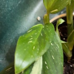 Photo of the plant species Cobra Monstera by @Musaceae named Zeus on Greg, the plant care app