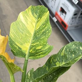 Photo of the plant species Philodendron 'Ring of Fire' by @Musaceae named Lola on Greg, the plant care app