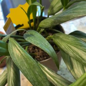 Photo of the plant species Epipremnum amplissimum 'Silver' by @Musaceae named Aggie on Greg, the plant care app