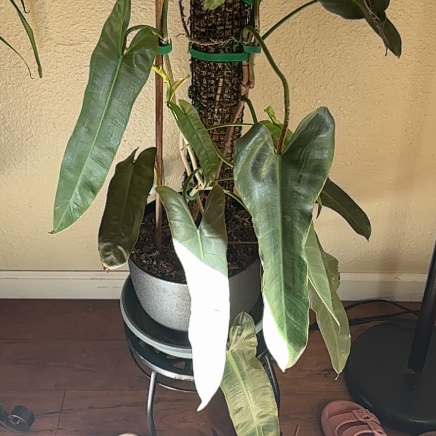 Photo of the plant species Philodendron atabapoense by @SharpSuncup30 named Bodhi on Greg, the plant care app