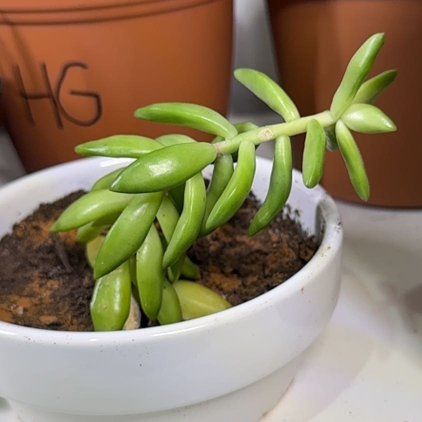 Photo of the plant species Coppertone Stonecrop by @McBrainiac named Fat Joe on Greg, the plant care app