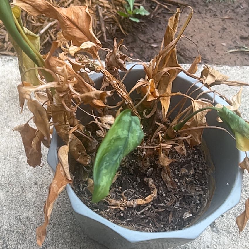 Photo of the plant species Variegated Peace Lily by @GoodBunyapine61 named Anne on Greg, the plant care app