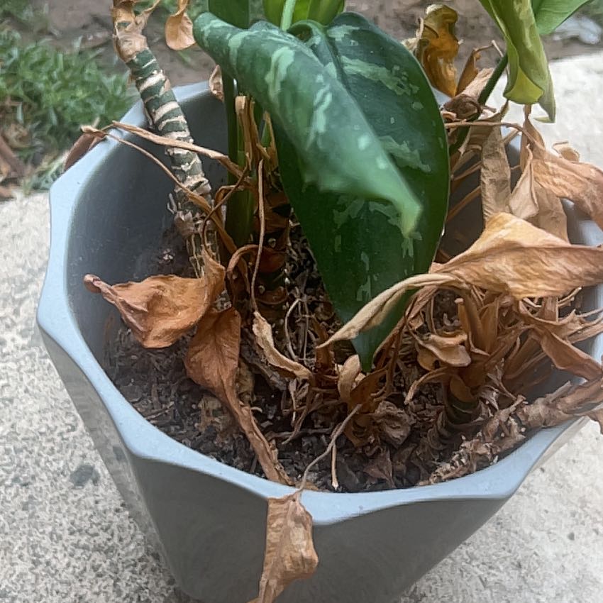 Photo of the plant species Variegated Peace Lily by @GoodBunyapine61 named Homer on Greg, the plant care app