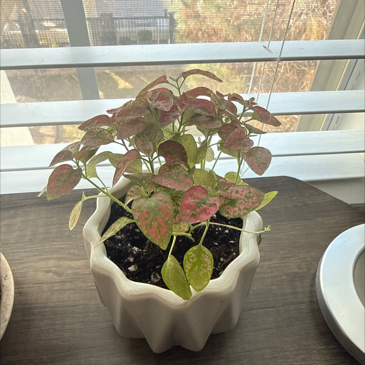 Photo of the plant species Red Splash Plant by @SirAtom54 named Jorgeous on Greg, the plant care app