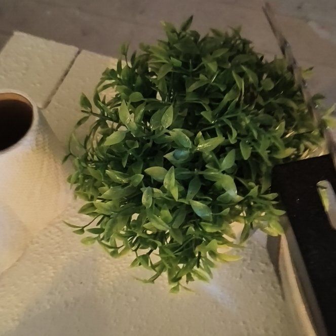 Photo of the plant species San Pedro Cactus by @Cokepeter named Lebron on Greg, the plant care app