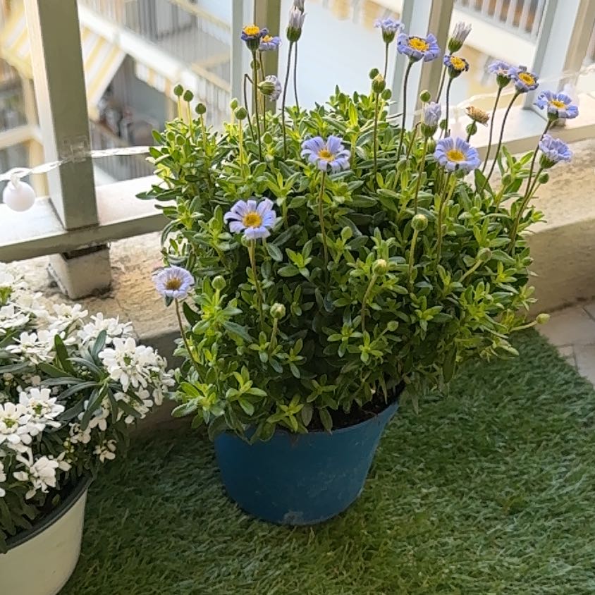 Photo of the plant species Felicia 'FelicityTM' by @BeautifulPeony named McKinley on Greg, the plant care app