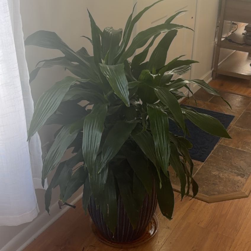 Photo of the plant species Assorted Dracaena by @FoxyTawa63 named Morgan Treeman on Greg, the plant care app